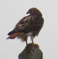 Buteo jamaicensis