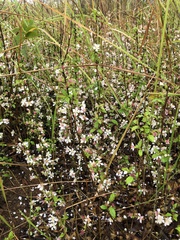 Prunus pogonostyla