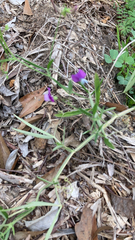 Lathyrus hirsutus