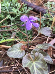 Viola confusa