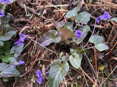 Viola confusa