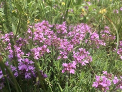 Thymus markhotensis