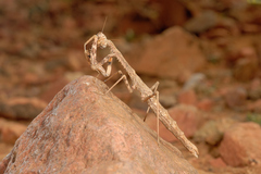 Teddia dioscoris