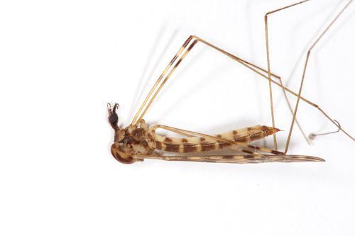 Sixspot Cranefly