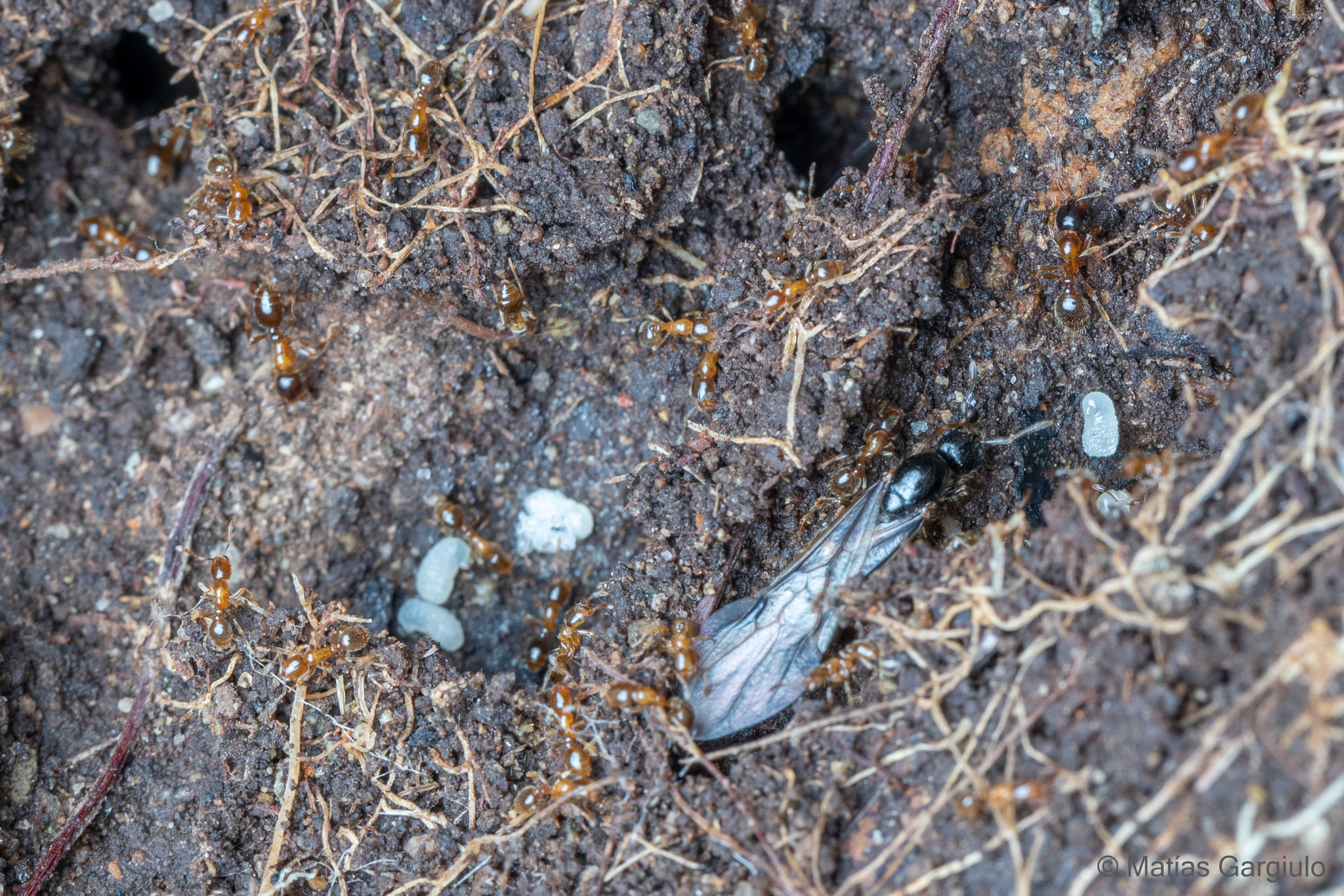 Solenopsis germaini