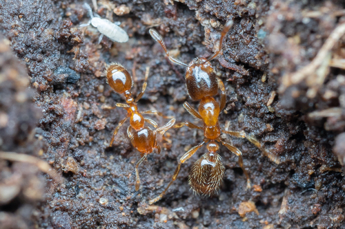 Solenopsis germainiSolenopsis germaini
