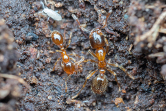 Solenopsis germaini