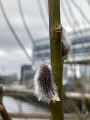 Salix caprea