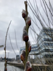 Salix caprea