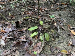 Mickelopteris cordata