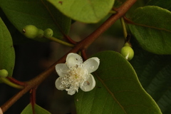 Psidium guineense