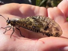 Palpares speciosus