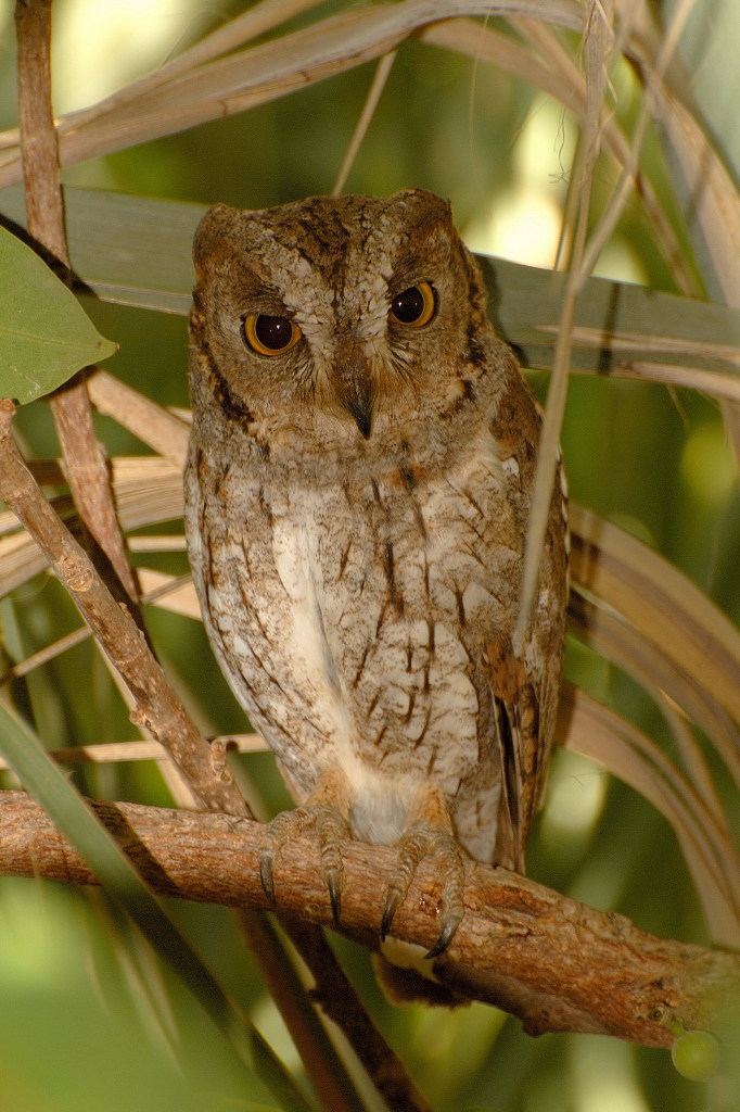 Socotra Scops Owl illustration