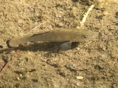 Cyprinodon nevadensis