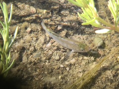 Cyprinodon nevadensis