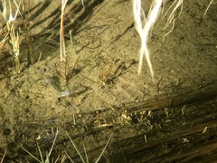 Cyprinodon nevadensis