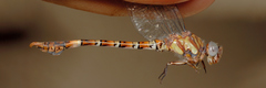 Paragomphus genei