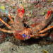 Spiny Squat Lobster - Photo (c) Sylvain Le Bris, some rights reserved (CC BY-NC), uploaded by Sylvain Le Bris