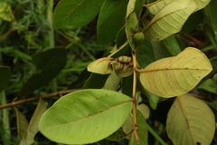 Psidium guineense