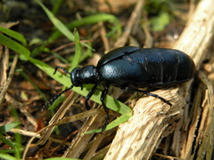Meloe violaceus