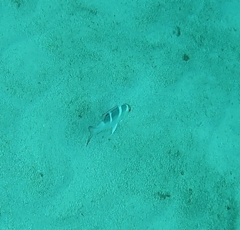 Monotaxis heterodon
