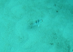 Monotaxis heterodon