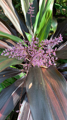 Cordyline fruticosa
