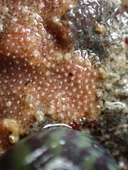 Schizoporella unicornis