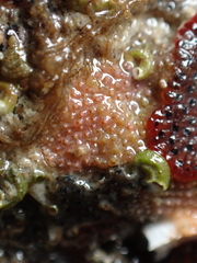 Schizoporella unicornis