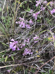 Daphne genkwa