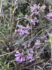 Daphne genkwa