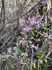 Daphne genkwa