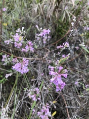 Daphne genkwa