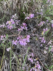 Daphne genkwa