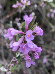Daphne genkwa