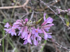 Daphne genkwa