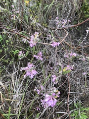 Daphne genkwa