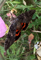 Catocala umbrosa