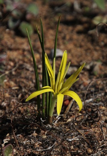 Empodium flexile (Empodium flexile)
