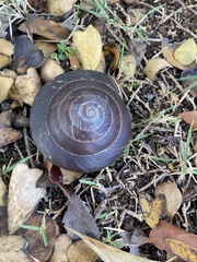 Caracolus