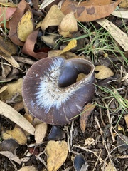 Caracolus