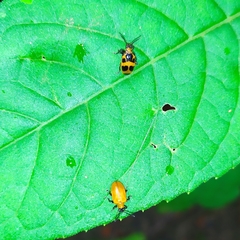 Plectonycha variegata