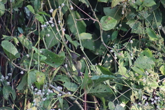 Vireo bellii