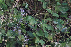 Vireo bellii