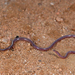 Wilson's Blind Snake - Photo (c) Roberto Sindaco, some rights reserved (CC BY-NC-SA), uploaded by Roberto Sindaco