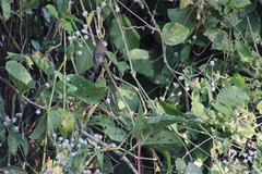 Vireo bellii