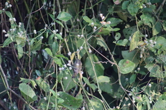 Vireo bellii
