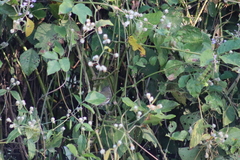 Vireo bellii