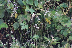 Vireo bellii