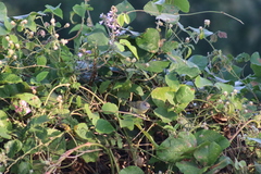 Vireo bellii